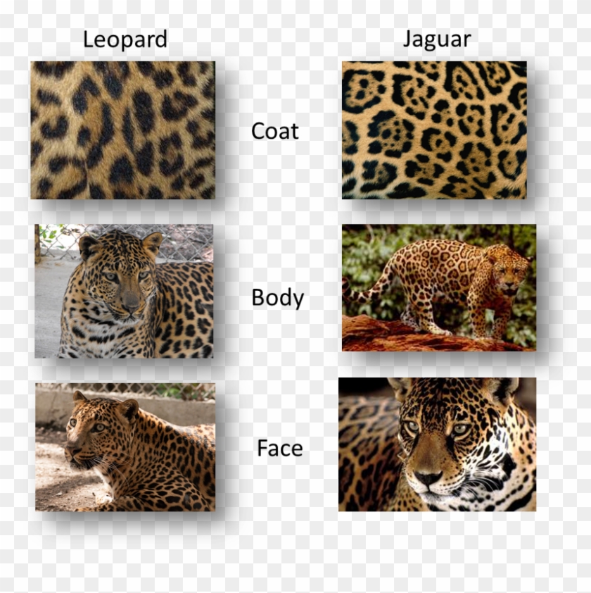 The Actual Easiest Way To Tell Is That A Leopard Has - Difference Between Leopard Cheetah Jaguar Panther Clipart #2818700