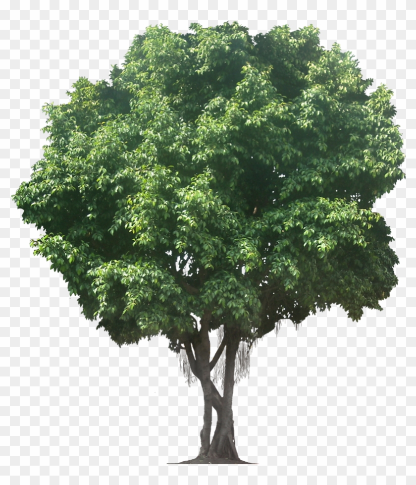 Ficus, Parsley, Objects, Tree Cut Out, Herbs, Plants, - Oak Tree Png Clipart #2818732