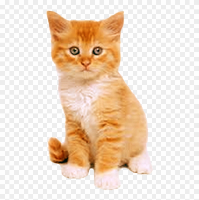 Vector Royalty Free Library America S Sweethart X Casting - Toddler Flashcards Clipart