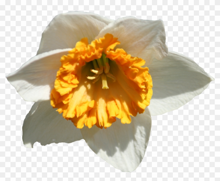 Daffodil Png Image - Narcissus Clipart #2820142