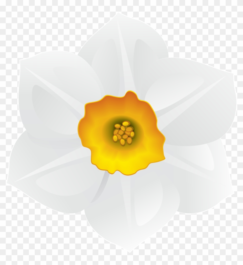 White Daffodil Flower Clipart Image - Png Download