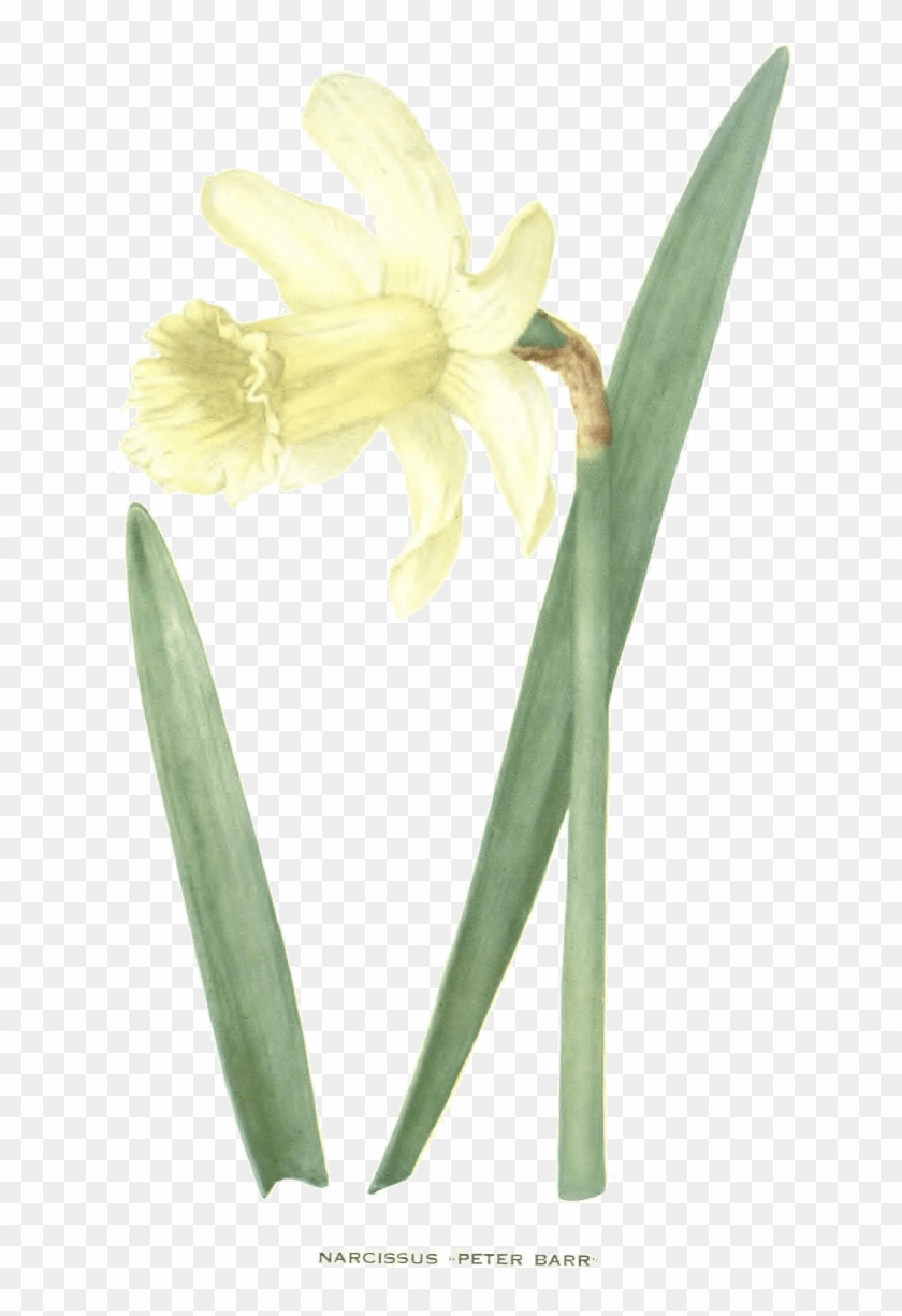 Image Of Daffodil Named Peter Barr - Dactylorhiza Insularis Clipart