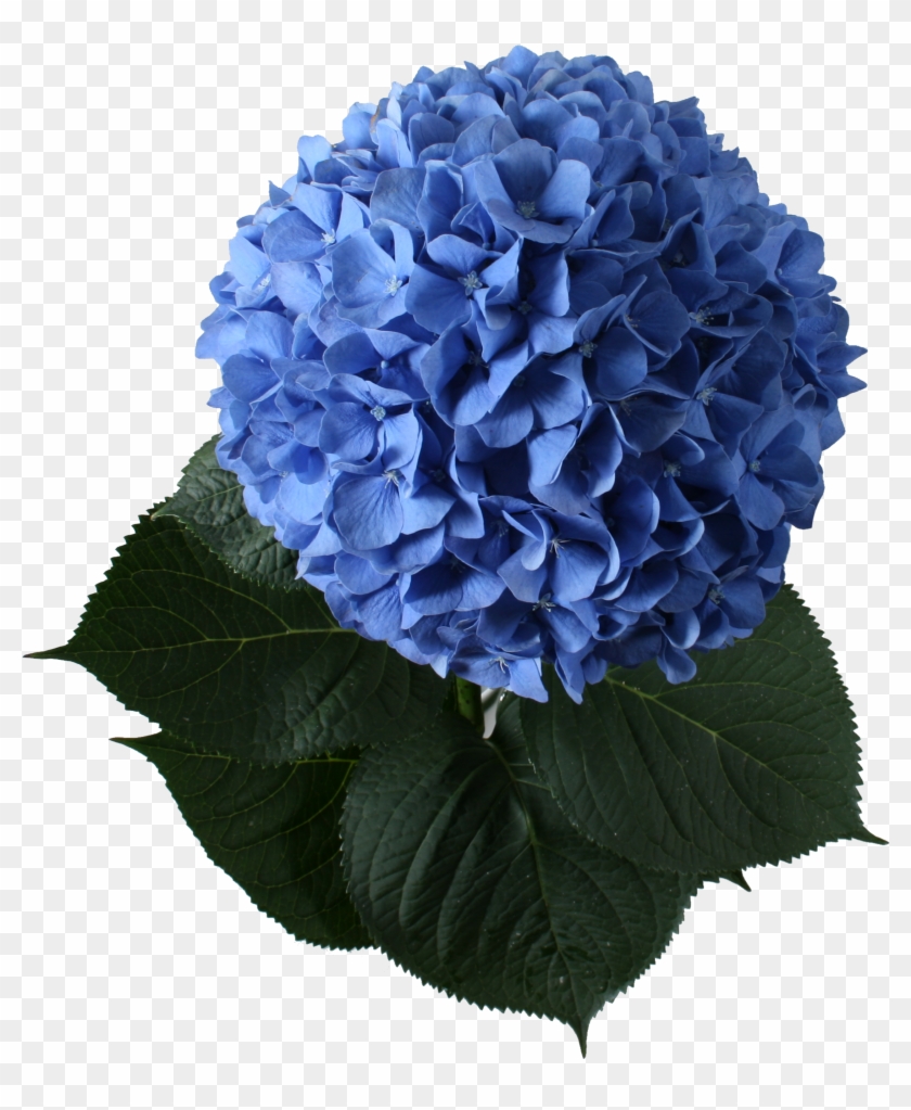 Hydrangea Clipart #2821064