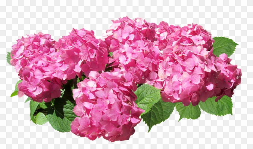 Hydrangea Flowers Pink - Pink Hydrangea Flower Png Clipart