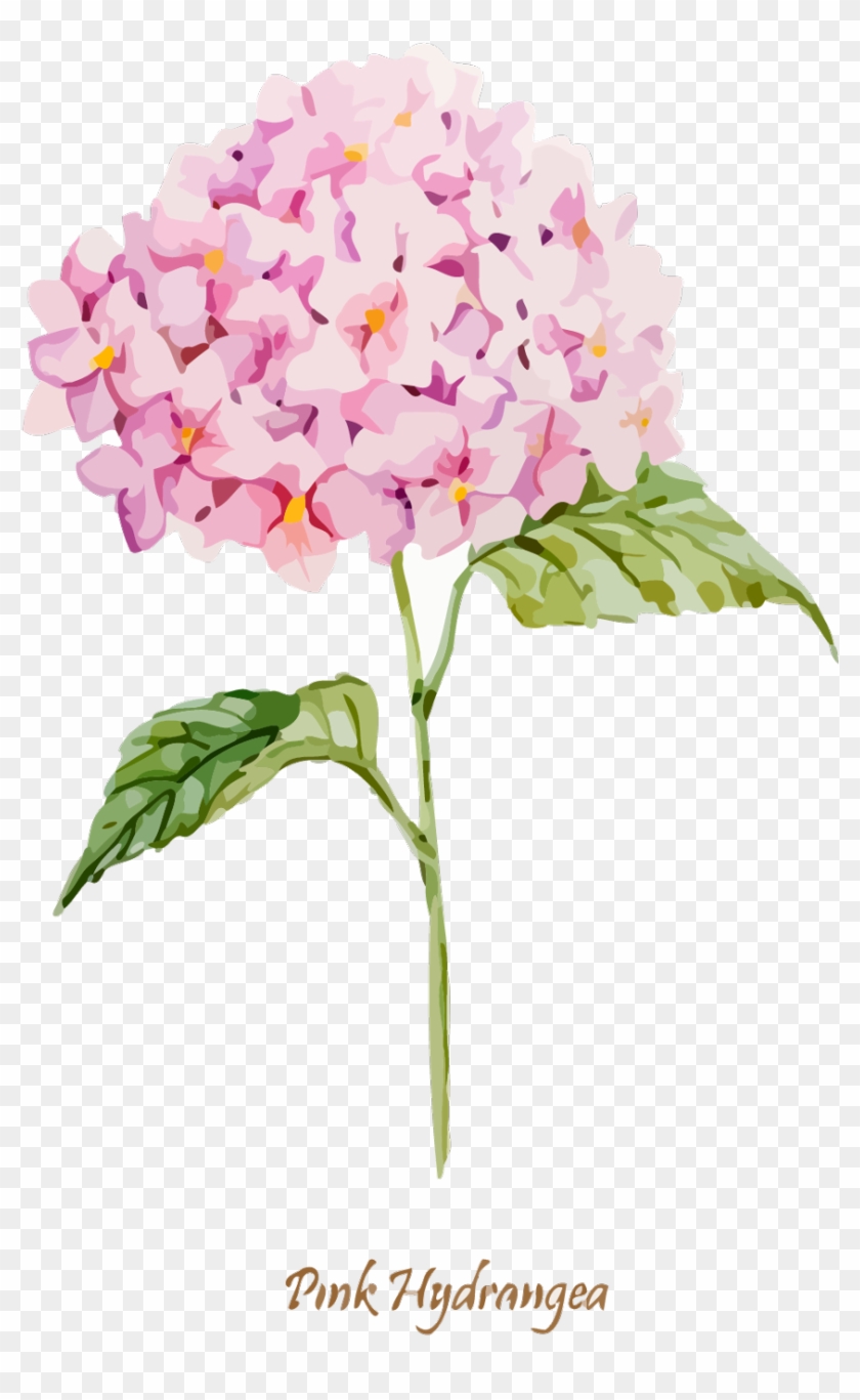 #hydrangea #flower #iris1210 - Pink Hydrangea Clip Art - Png Download #2821236