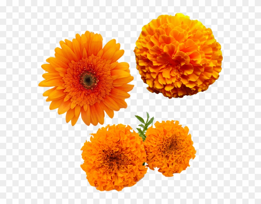 Merigold Flower, Transparent Merigold Flower, Yellow - Marigold Png Clipart #2821364