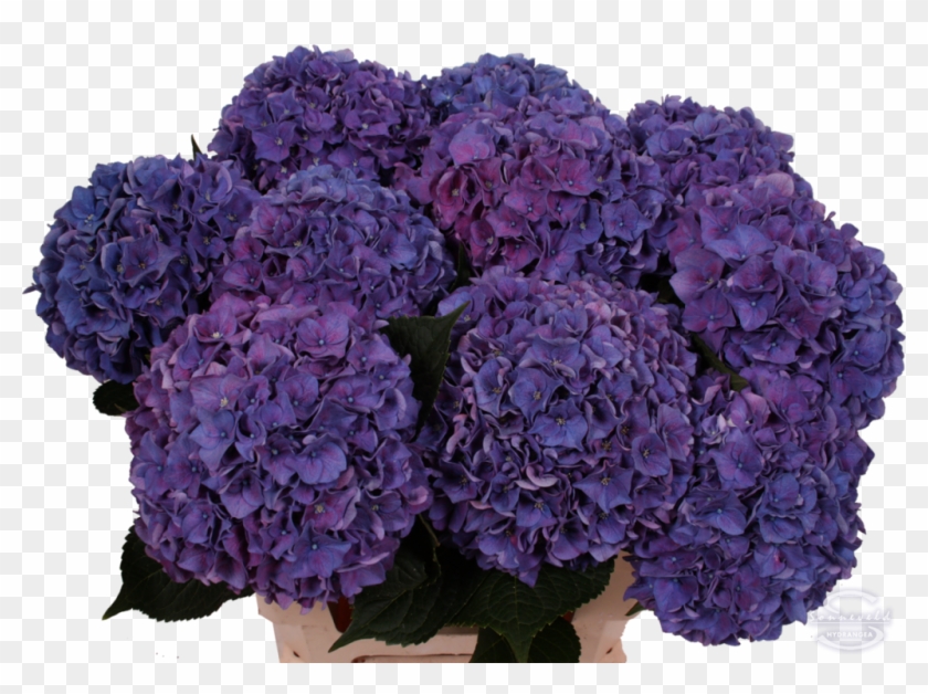 Rodeo Paars - Hydrangea Serrata Clipart #2821368