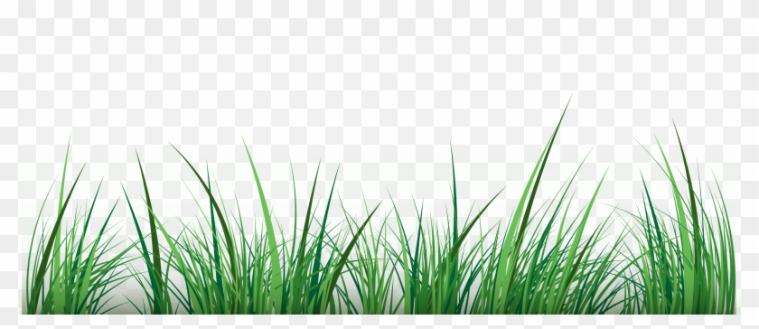 Grass Vector Png - Grass Vector Image Png Clipart