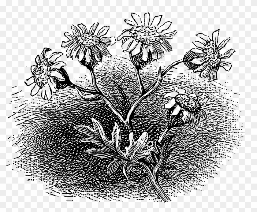 Each Of These Digital Floral Craft Images Are Perfect - Rosa Glauca Clipart