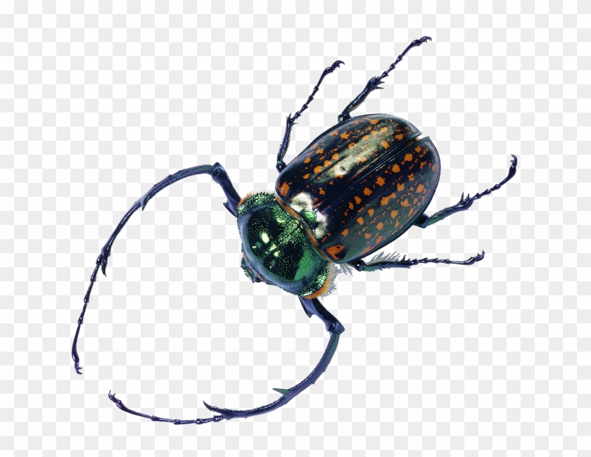 Beetle Bug Transparent File - Imagen De Insectos Y Reptiles Clipart #2826010