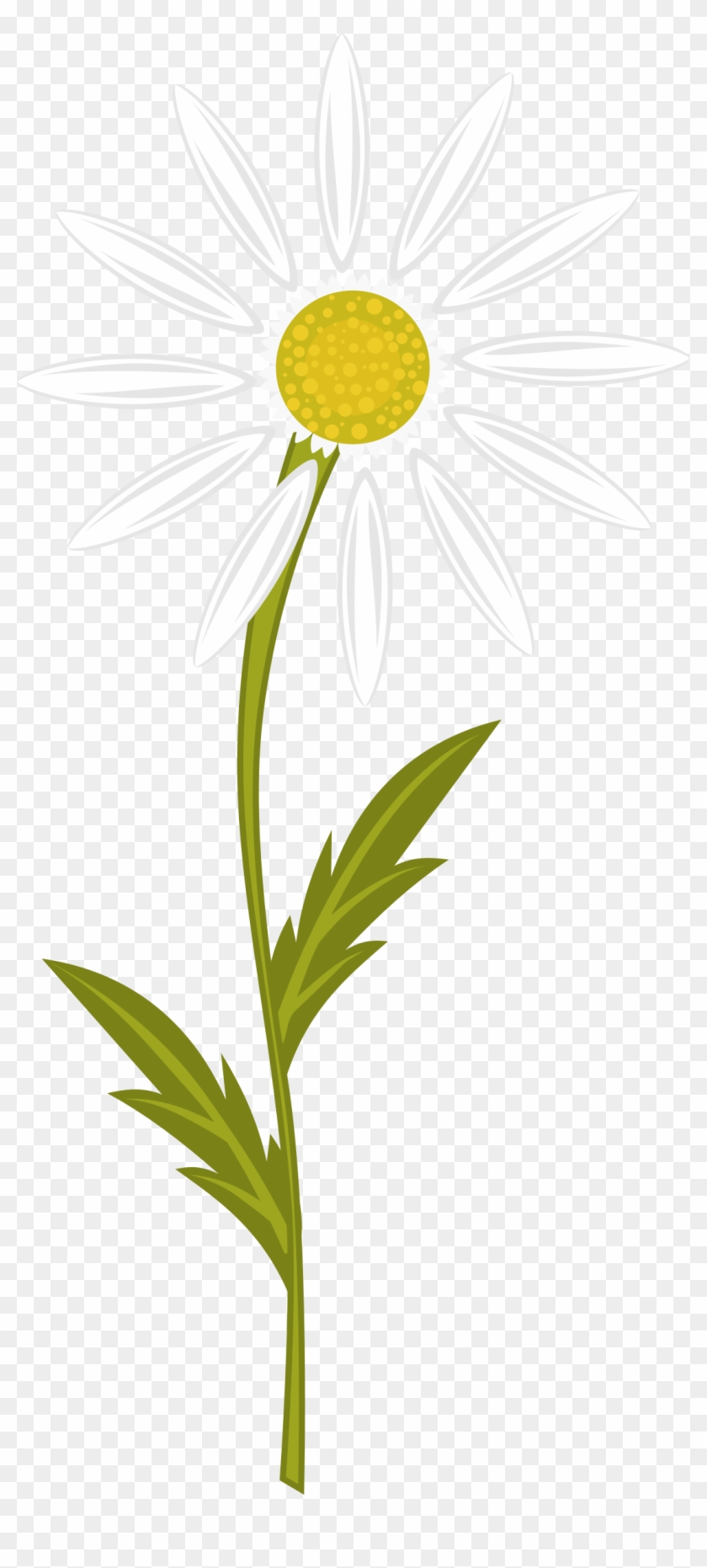 Chamomile Clipart - Png Download #2826105