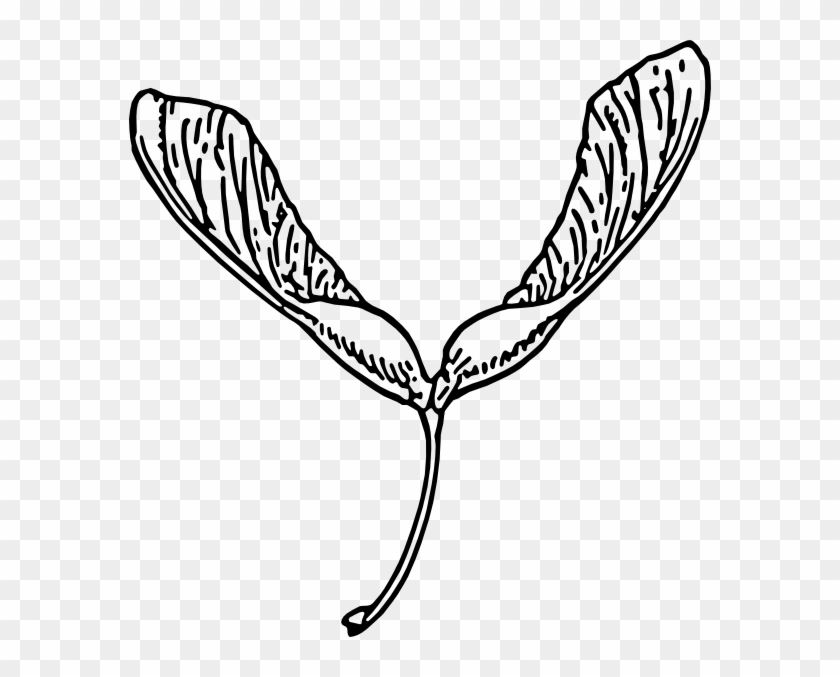 Seeds Clipart Drawn - Maple Seed Clip Art - Png Download #2827305