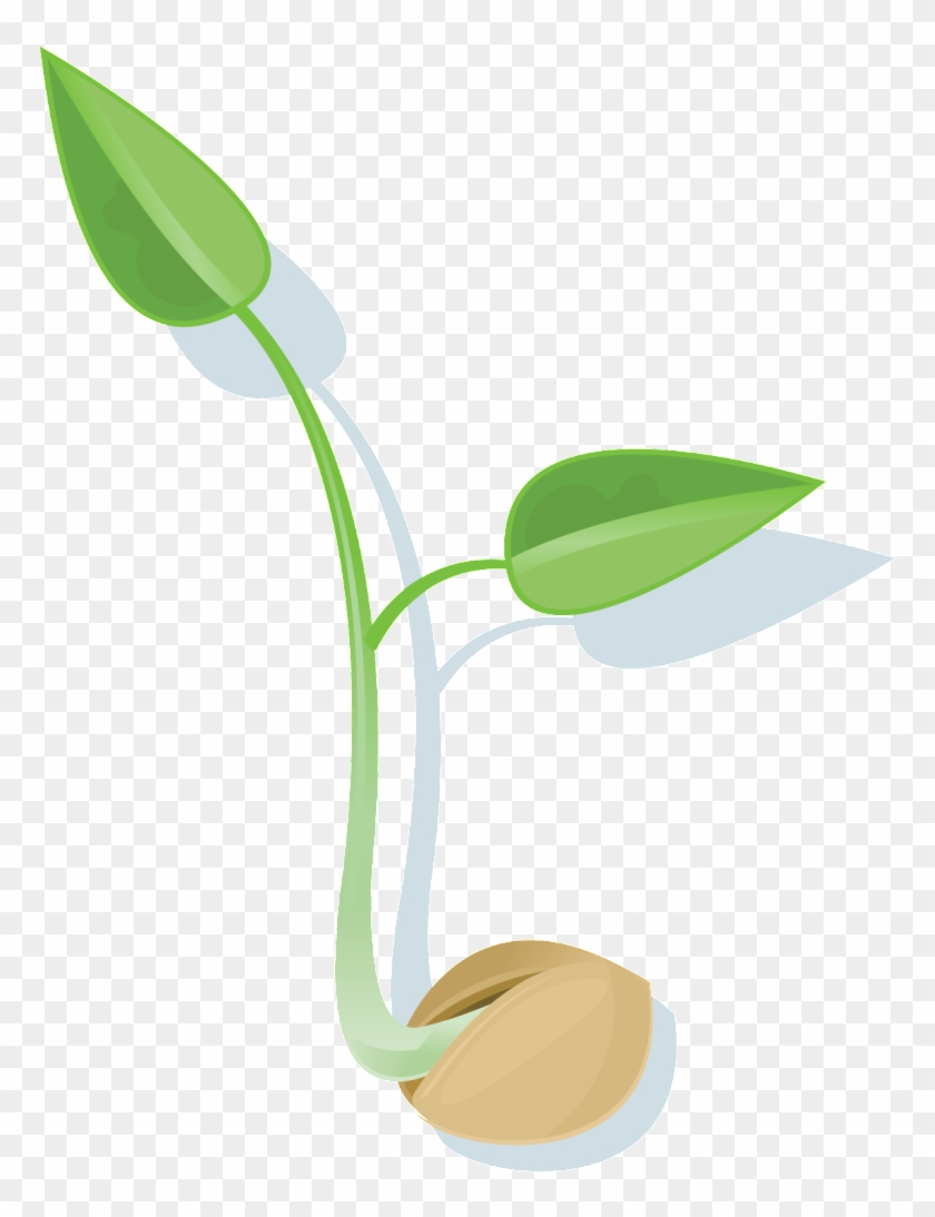 Download Seed Png File - Seed Png Clipart