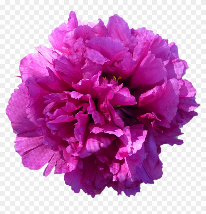 Flower Blossom Bloom Peony Red Png Image - Red Purple Flowers Png Clipart #2828991