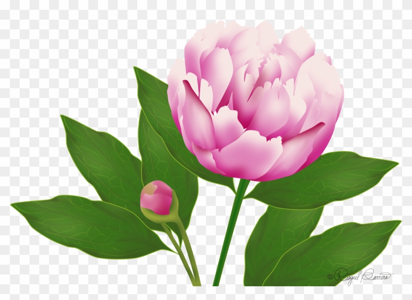 Wordpress Website Blog Peony Clipart #2829133