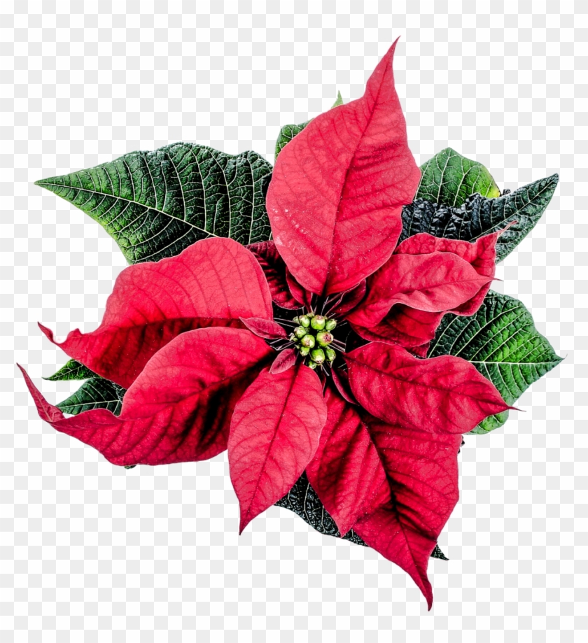 Poinsettia Winter Decor Advent Png Image - Christmas Flower Decor Png Clipart