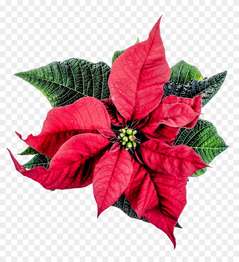 Poinsettia Winter Decor Advent Png Image - Christmas Flower Decor Png Clipart #2829264