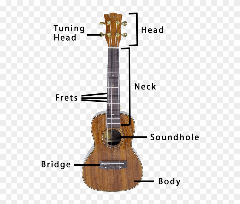 Different Parts Of A Ukulele - Acoustic Guitar Clipart