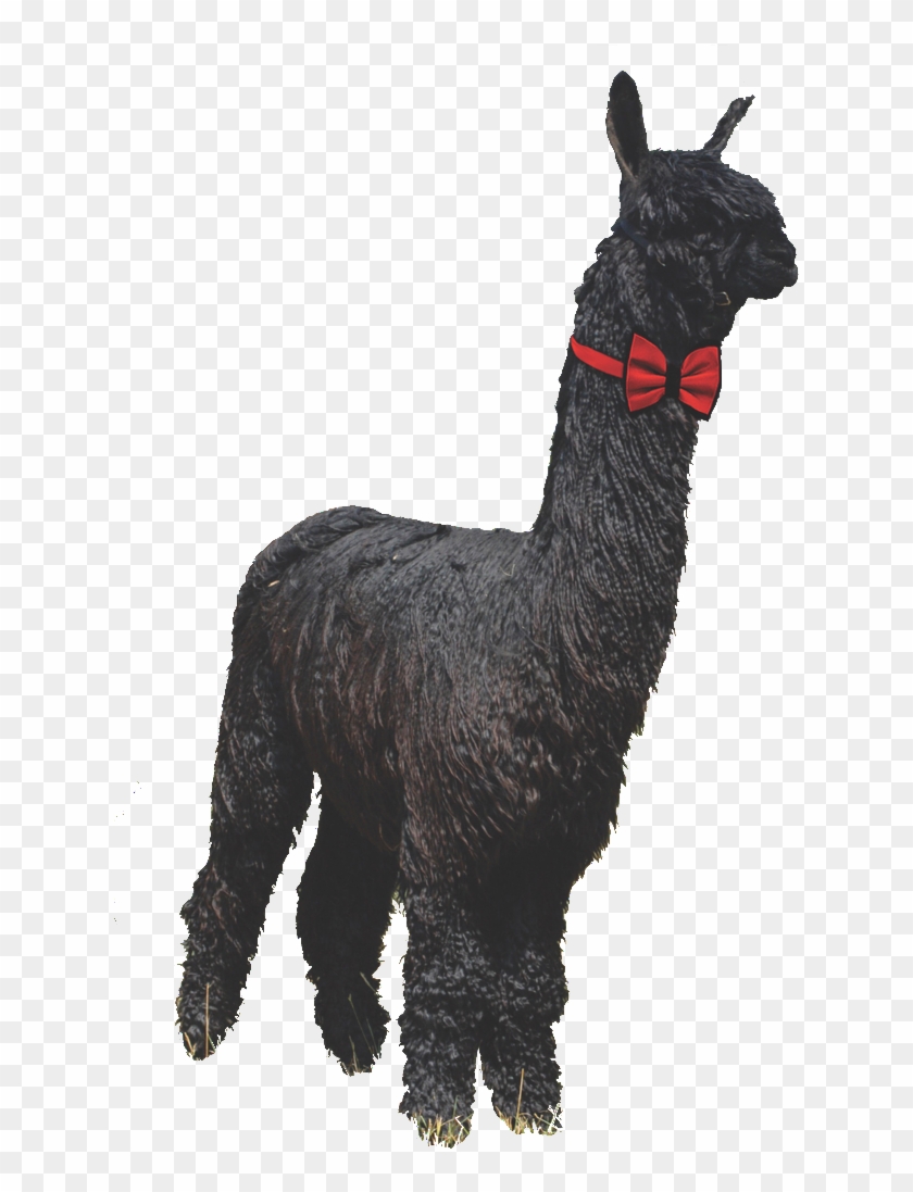 0 Replies 0 Retweets 0 Likes - Llama Clipart #2830152