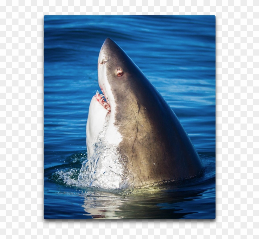 Away He Said “seeing That White Shark Stick Its Head - Shark Sticking Head Out Of Water Clipart