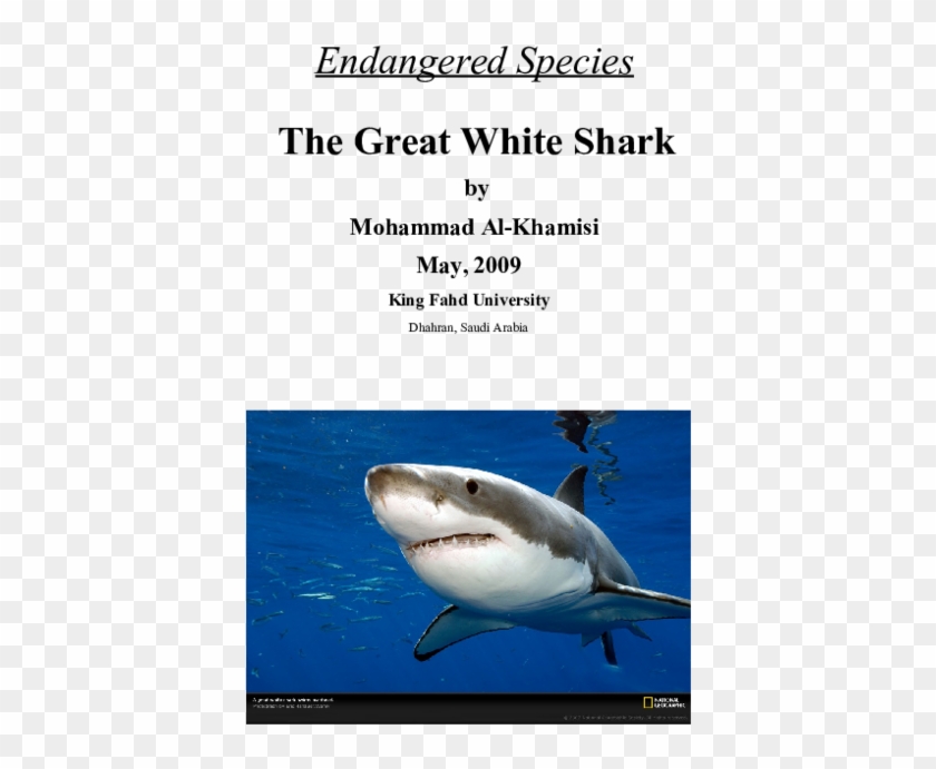 Doc - Great White Shark High Resolution Clipart #2831607