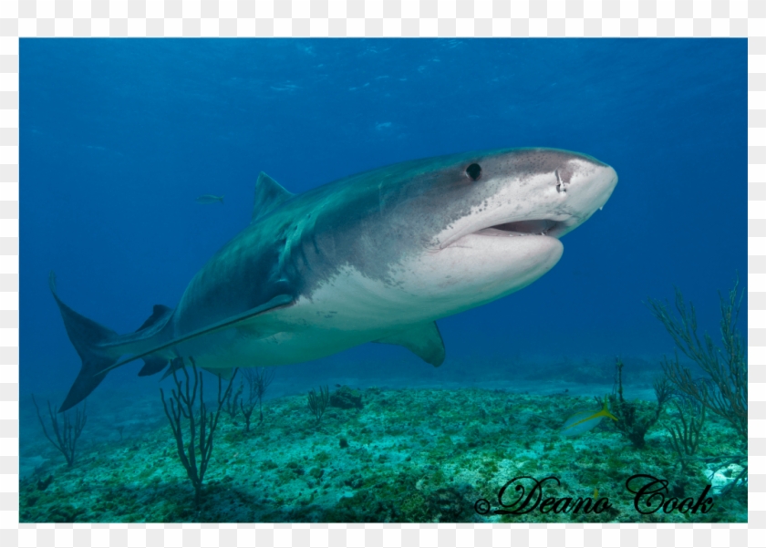 Drawn Tiger Shark Great White Shark - Tiger Shark Clipart