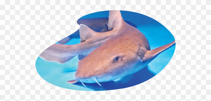 Shark-inv - Rat Clipart #2831749