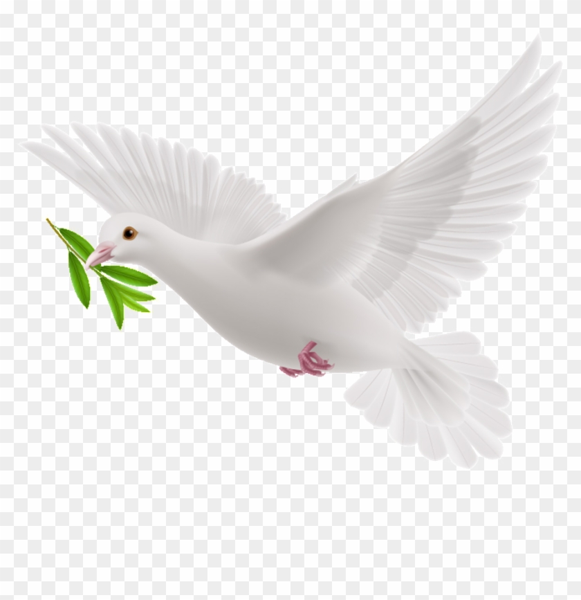 This Graphics Is Peace Dove Cartoon Transparent About - Animated Peace Dove Gif Clipart