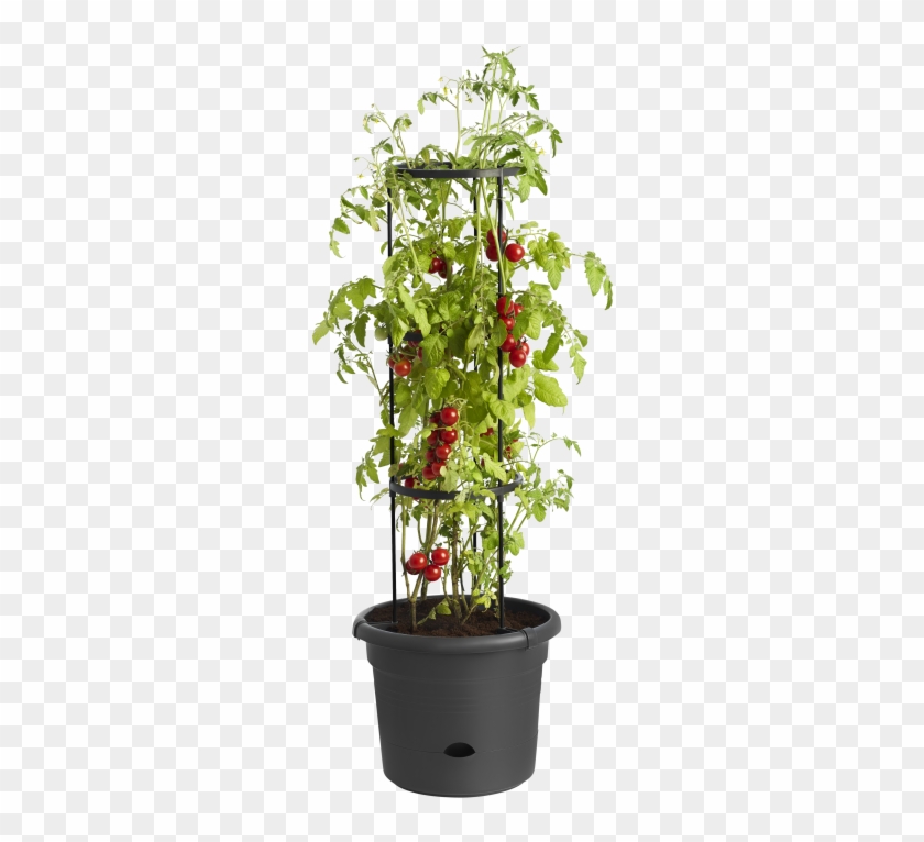 Home > Collection > Green Basics Tomato Pot - Elho Tomatentopf Clipart