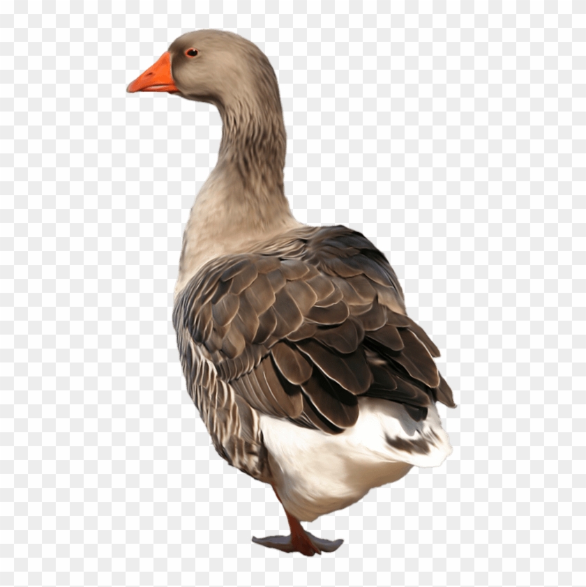 Goose Png Background - Goose Png Clipart