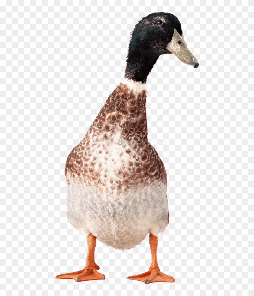 Free Png Download Goose Png Images Background Png Images - Голова Утки Png Clipart #2833940
