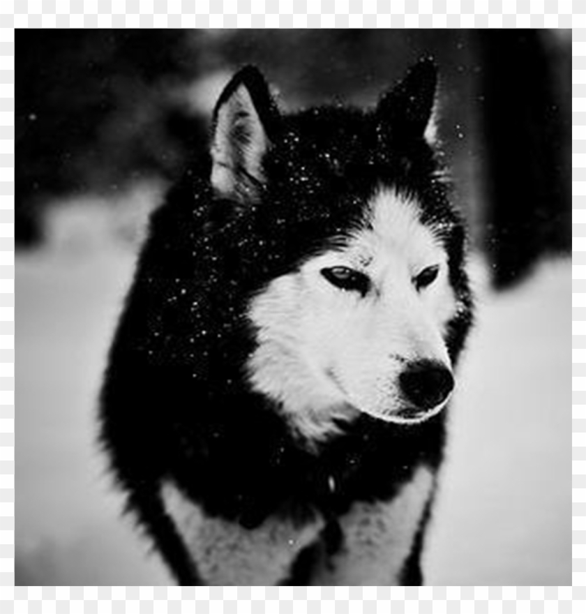 Black Wolf In Snow Wallpapers - Nice Wolves Wallpaper Hd Clipart