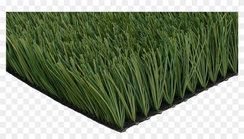 Ccgrass Artificial Grass Product Monofilament Grass - Chrysopogon Zizanioides Clipart #2835866