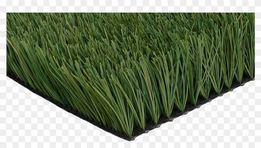 Ccgrass Artificial Grass Product Monofilament Grass - Chrysopogon Zizanioides Clipart