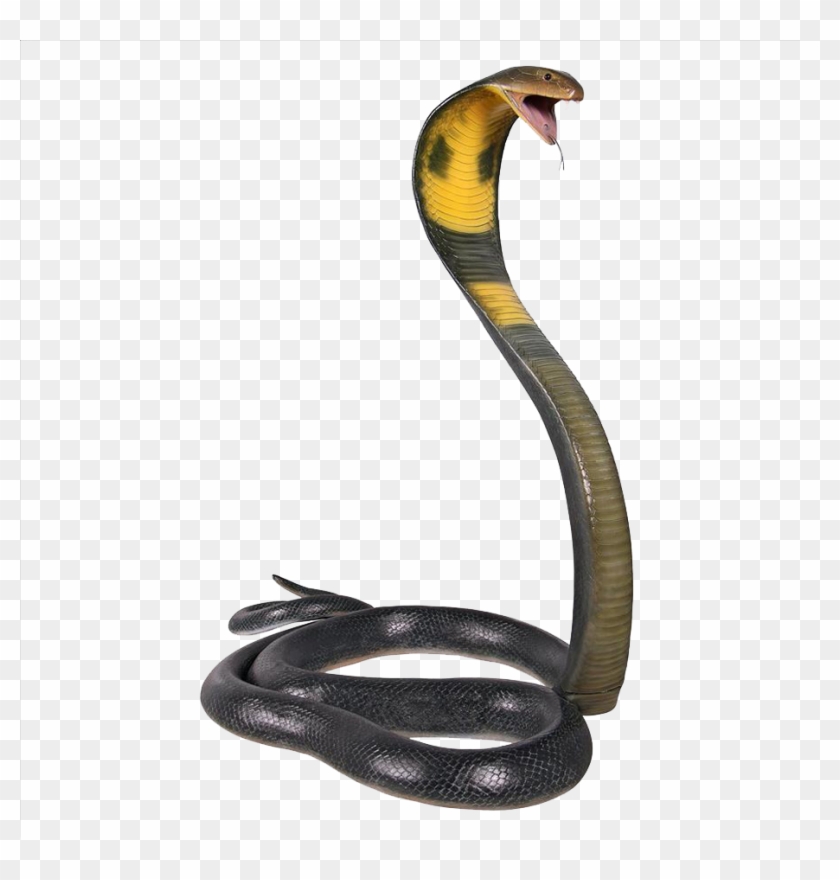 King Cobra Snake Clipart