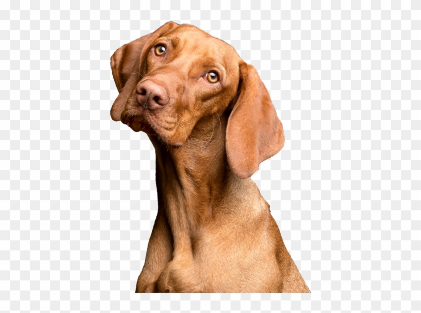 Dog Red Brown Animal Transparent Background - Brown Dog Clipart #2838205