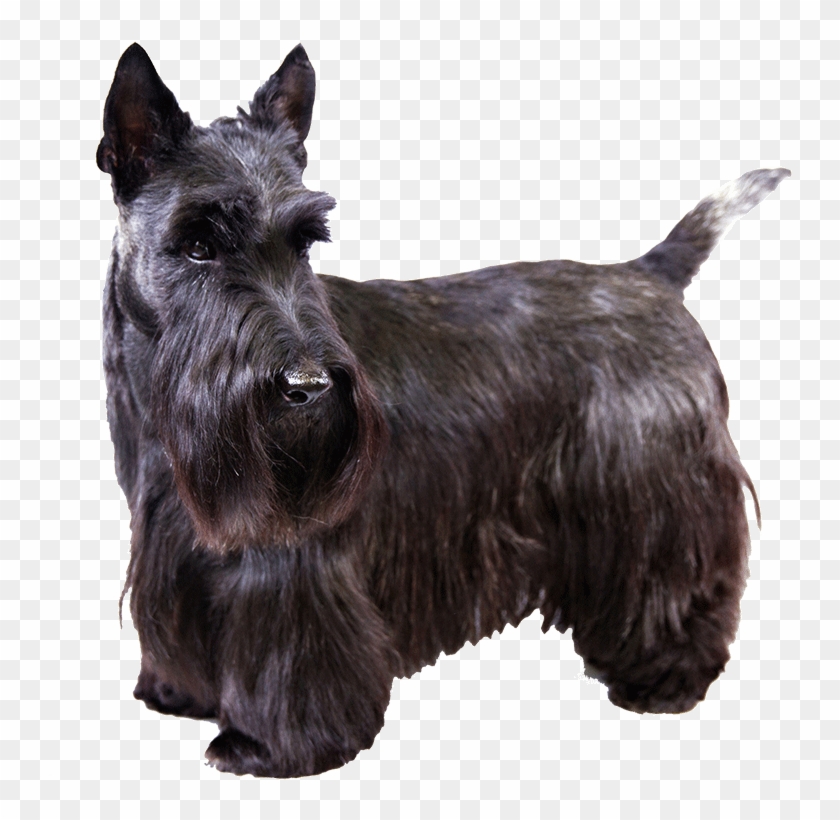 Images Of Scottish Terrier - Terrier Écossais Clipart #2838326