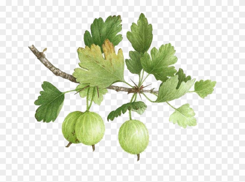 Clip Freeuse Stock Gooseberry Watercolor Painting Illustration - Gooseberry - Png Download #2838578