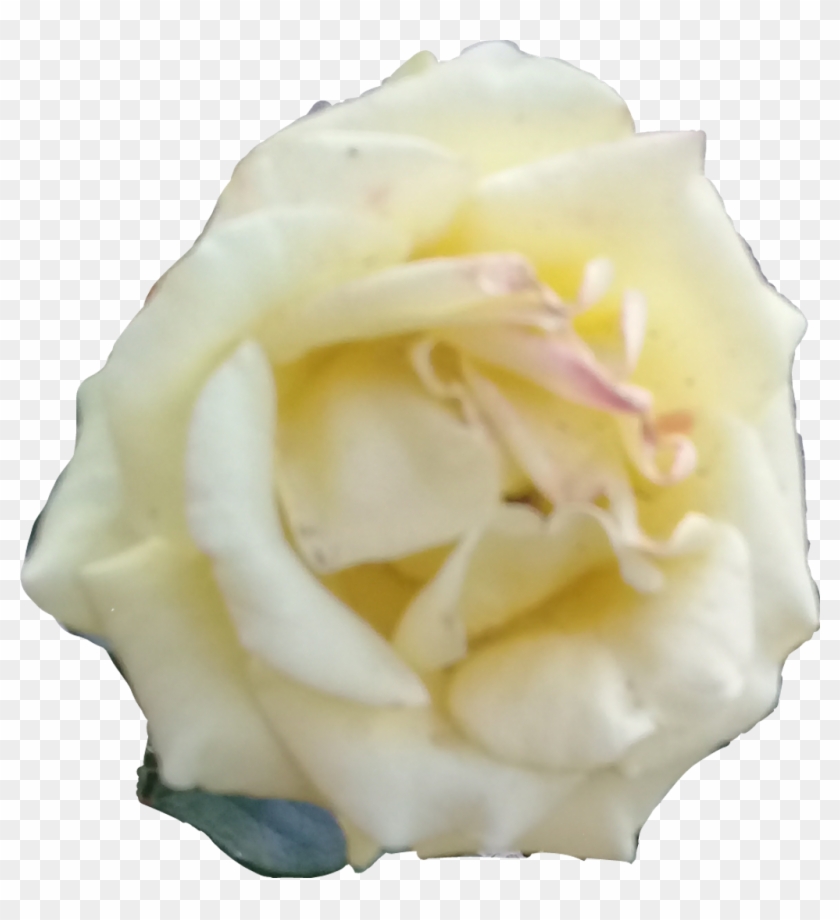 Rosa Blanca Png Transparent Background - Floribunda Clipart