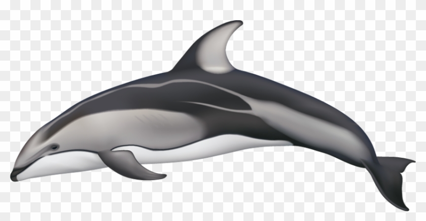 Drawn Dolphins Pacific White Sided Dolphin - Pacific White Sided Dolphin Drawing Clipart