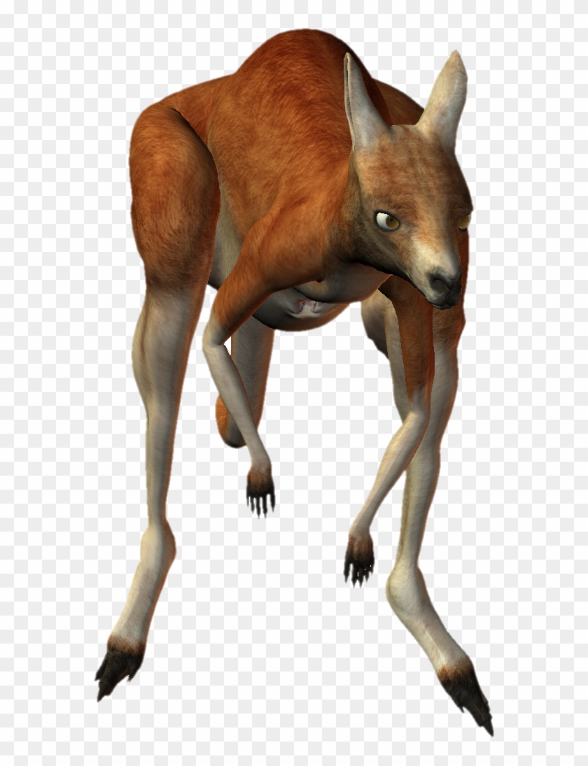 Download Kangaroo Png Transparent Images Transparent - Kangaroo Clipart #2841983