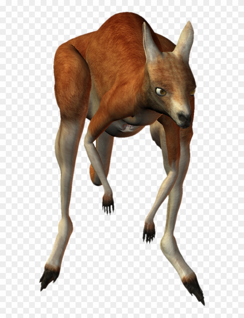 Download Kangaroo Png Transparent Images Transparent - Kangaroo Clipart