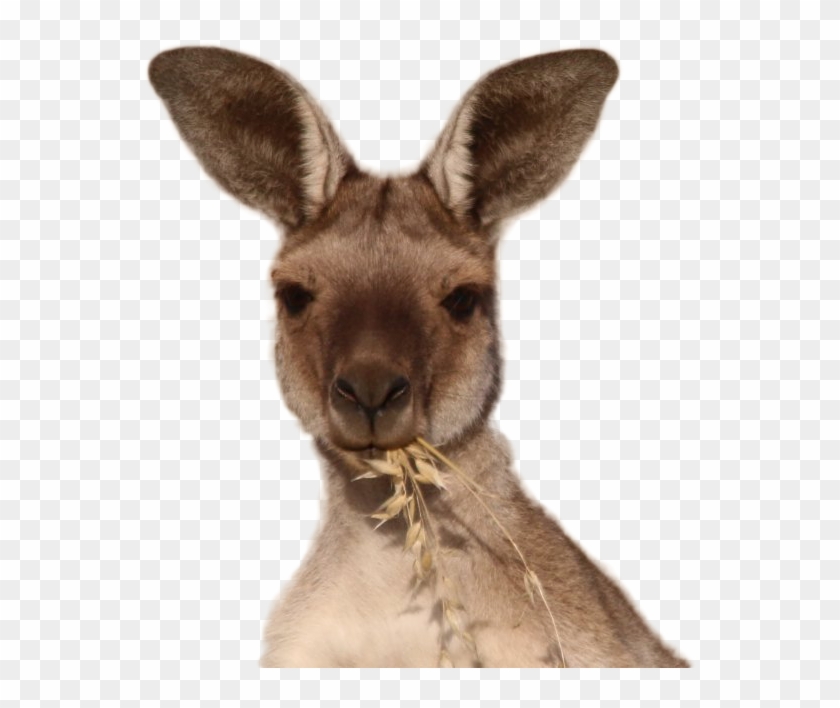 Kangaroo Png Image - Domestic Rabbit Clipart #2842035