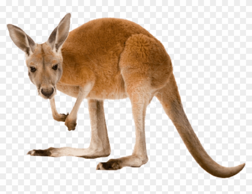 Free Png Download Kangaroo Left Png Images Background - Kangaroo White Background Clipart #2842074