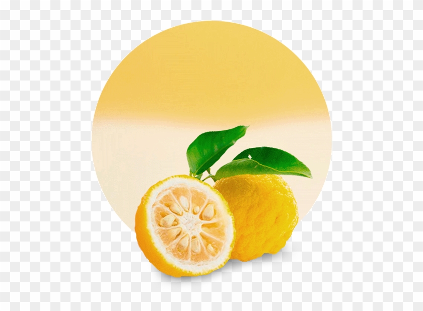 Experienced Supplier And Manufacturer - Lemon Fruit Clipart #2842203
