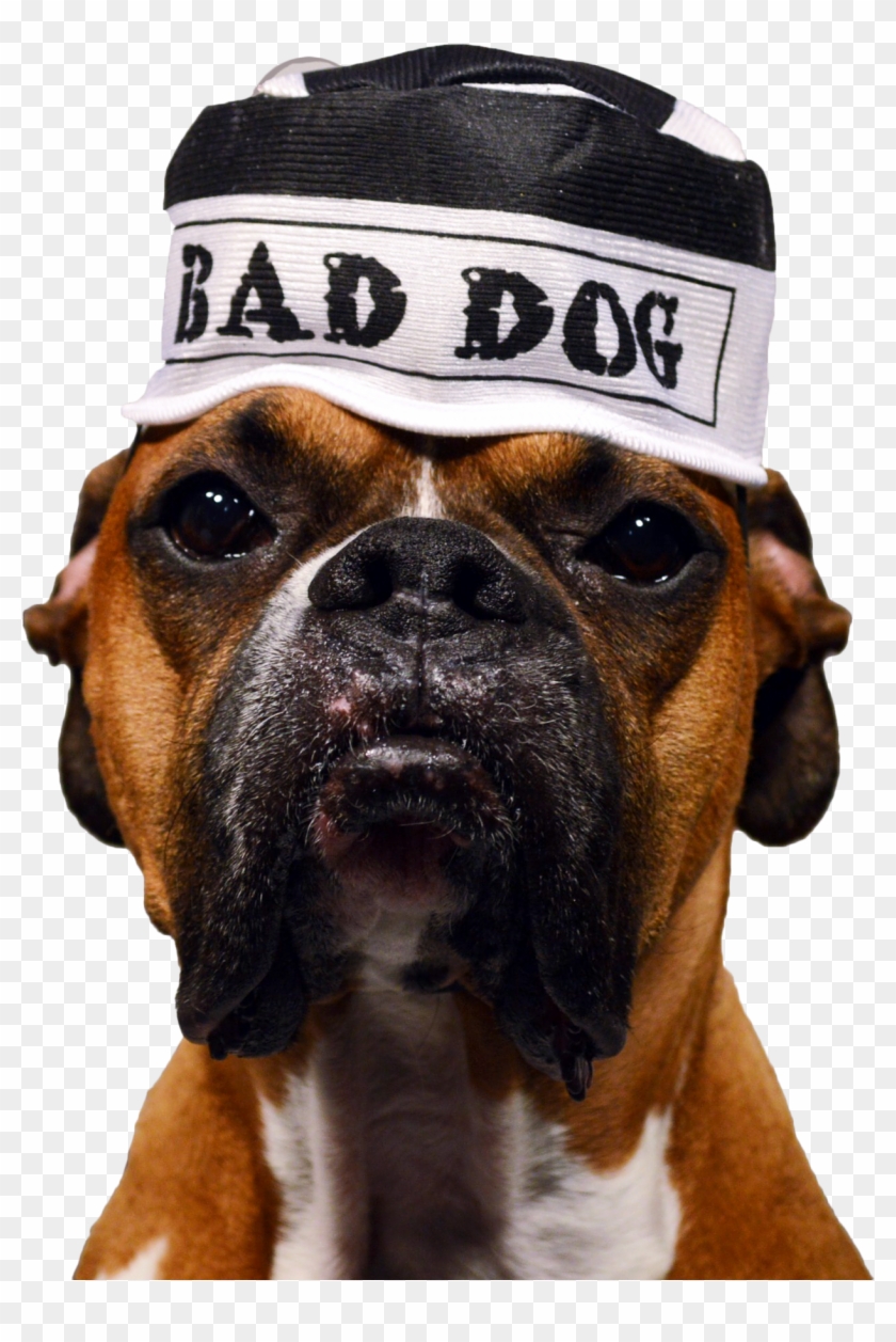 Bad Dog Png - Boxer Clipart