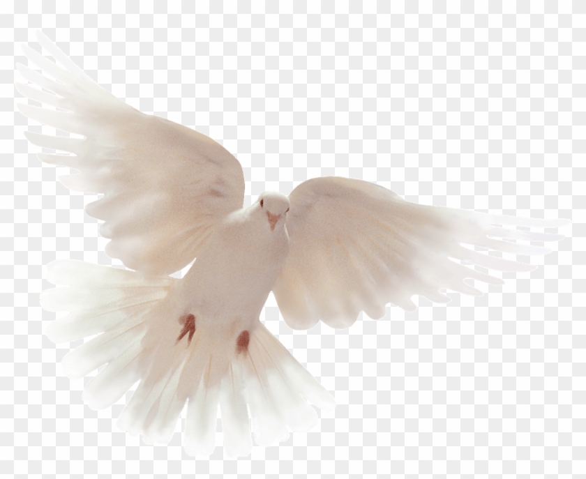 Thankyou All For Your Condolences , Png Download - Holy Spirit Flying Dove Gif Clipart #2844418
