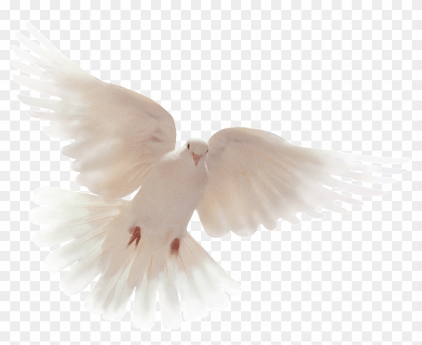 Thankyou All For Your Condolences , Png Download - Holy Spirit Flying Dove Gif Clipart