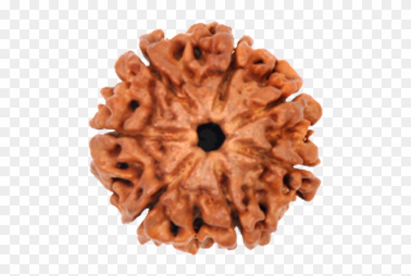 7 Mukhi Rudraksha - 7 Mukhi Rudraksha New Clipart