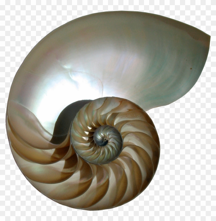 Turbo Identification - Chambered Nautilus Clipart